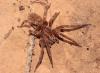 Zoropsis sp.